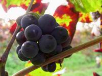 uva VINI VENETO